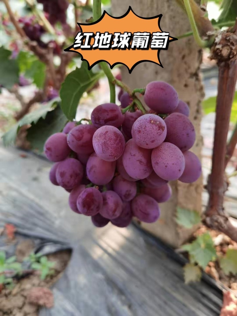 精品巨玫瑰，口感好保卖回头客欢迎大家来园看货，清棚