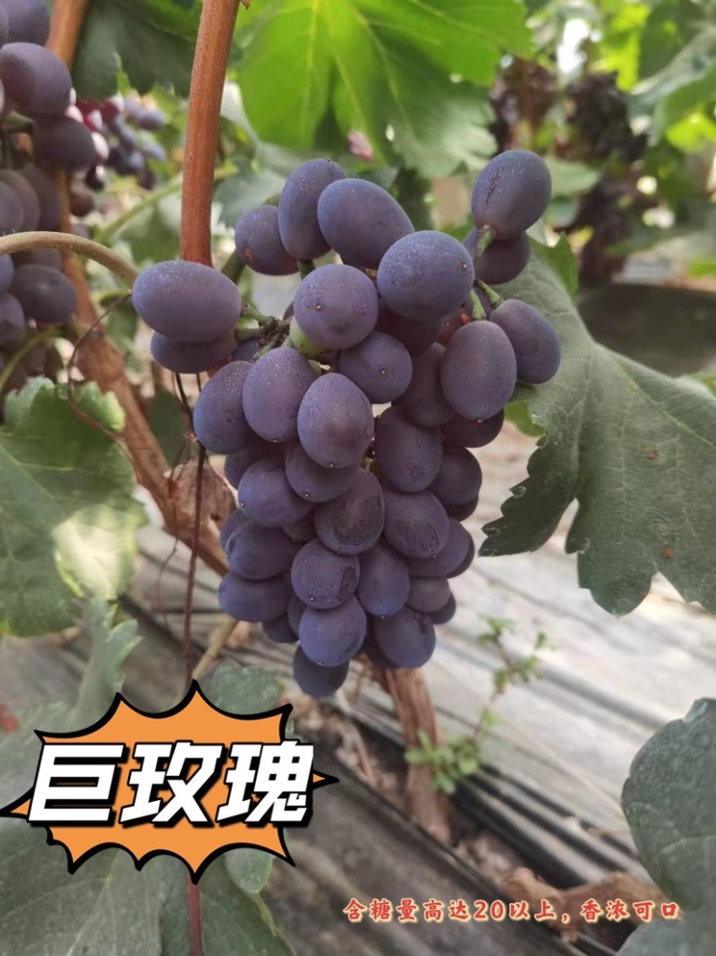 精品巨玫瑰，口感好保卖回头客欢迎大家来园看货，清棚