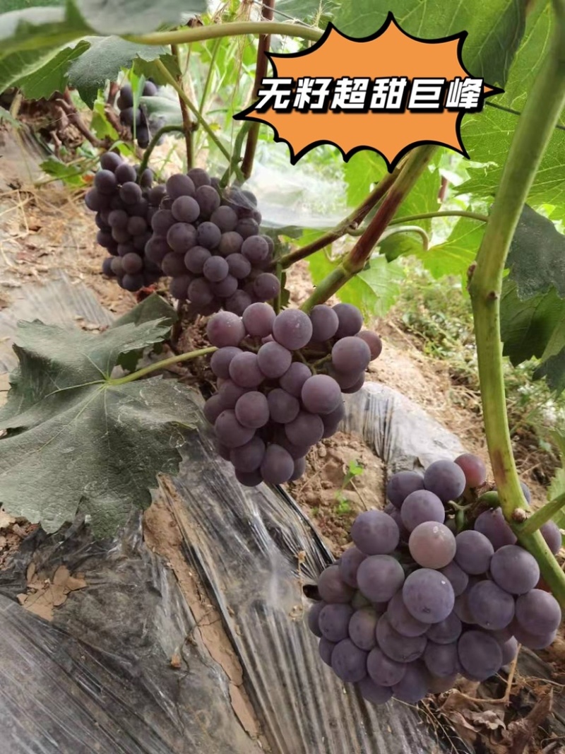 精品巨玫瑰，口感好保卖回头客欢迎大家来园看货，清棚