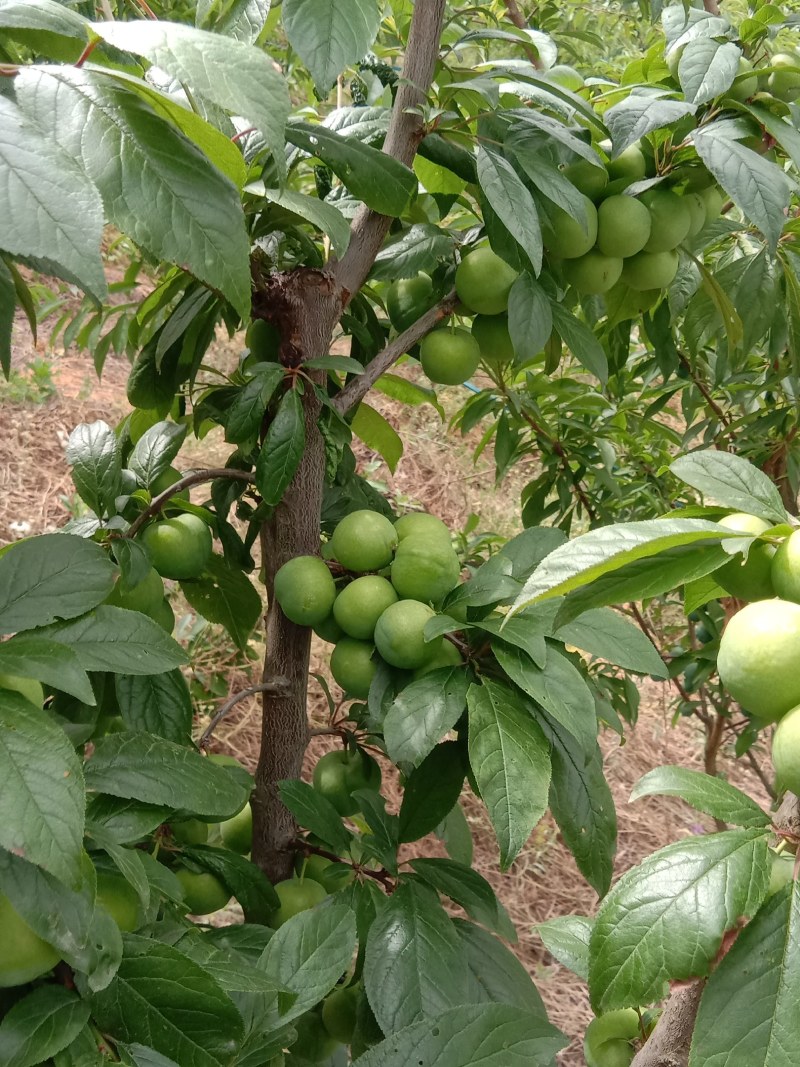 陕西青脆李子晚熟量大从优，一手货源，产地直发