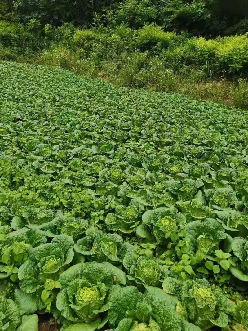 湖北白菜基地直发可视频看货量大价优一条龙服务