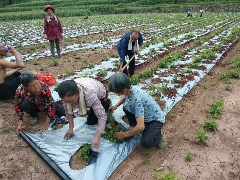 百部种子（湖北对叶大百部200亩基地4年）