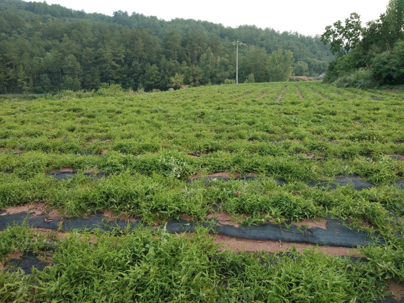 百部种子（湖北对叶大百部200亩基地4年）