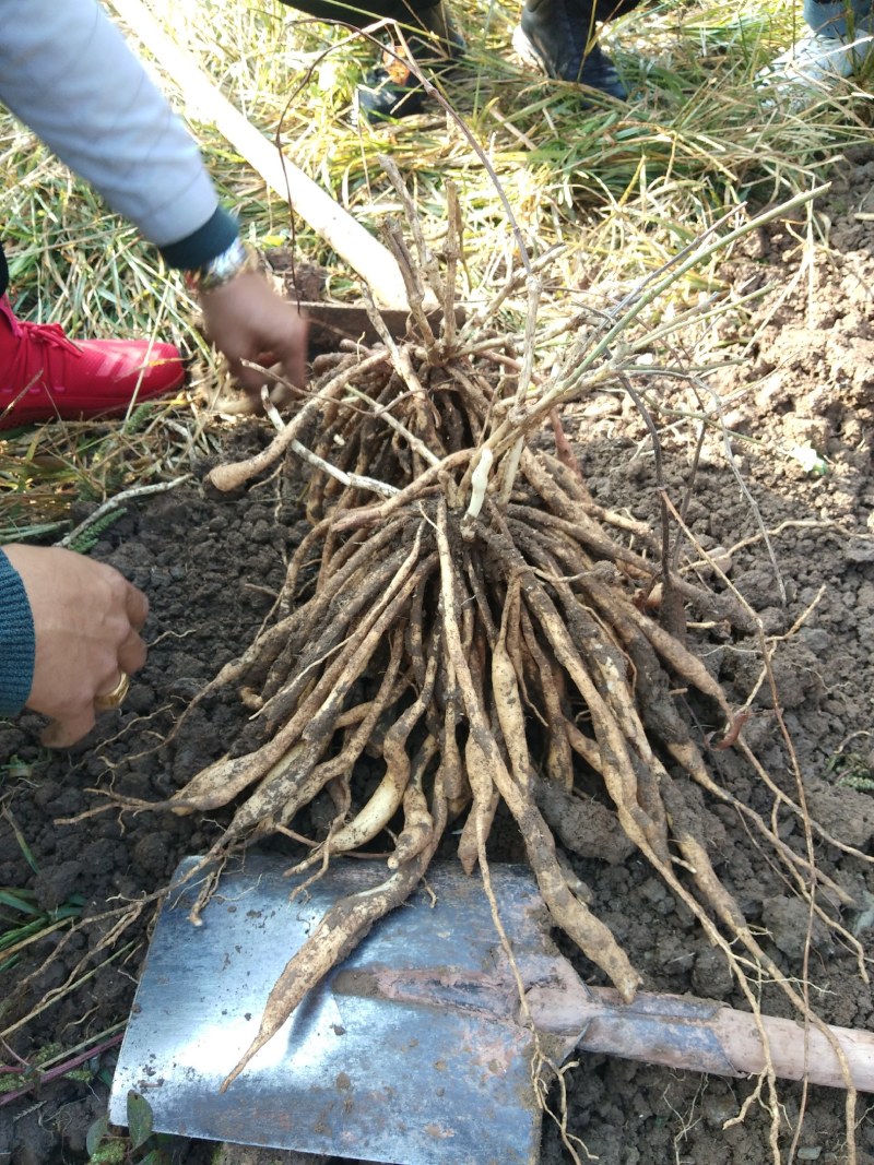 百部种子（湖北对叶大百部200亩基地4年）