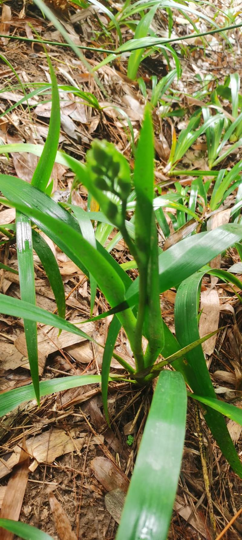 绿植盆景荫生植物阳台种植鸢尾花白色