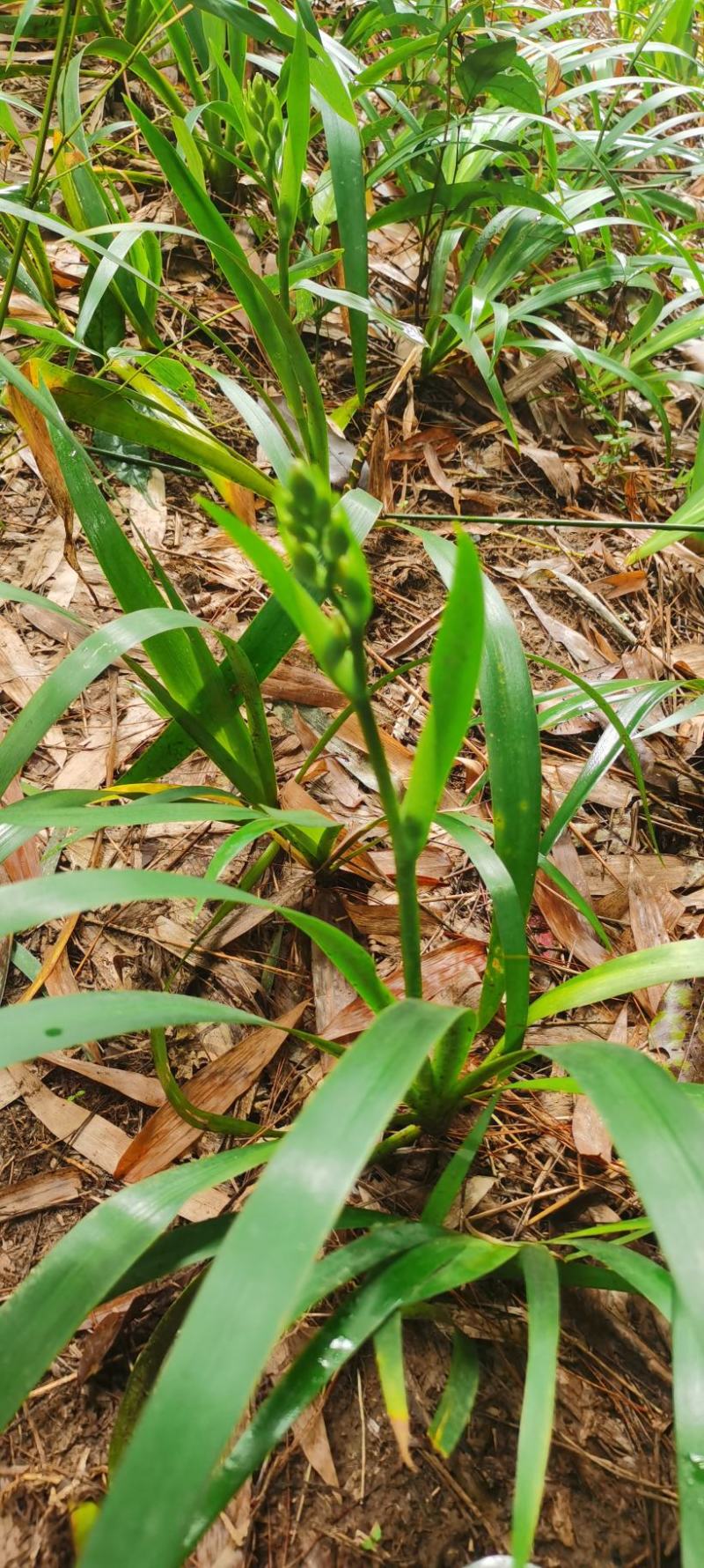 绿植盆景荫生植物阳台种植鸢尾花白色
