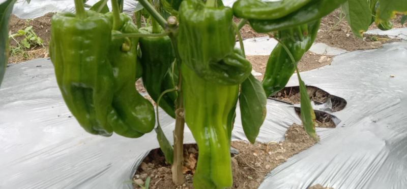 苏椒大量供应