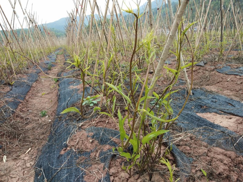 百部种子（湖北对叶大百部200亩基地4年）