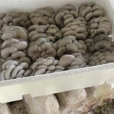 **平菇报价20一件，反季节大叶，小叶都有，质量保证