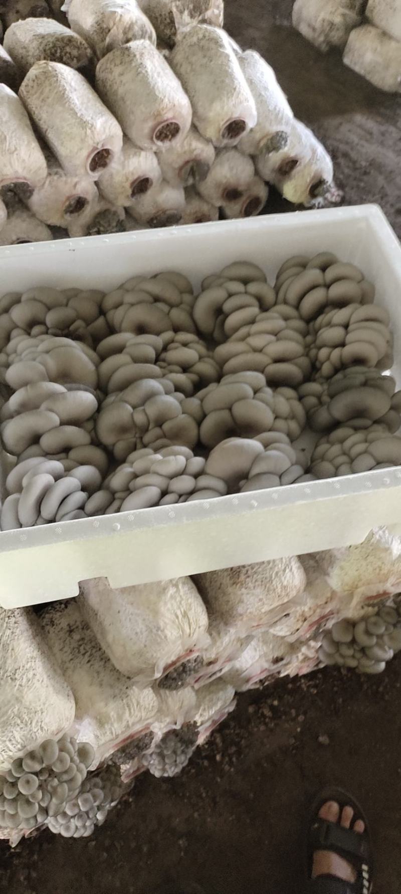 **平菇报价20一件，反季节大叶，小叶都有，质量保证
