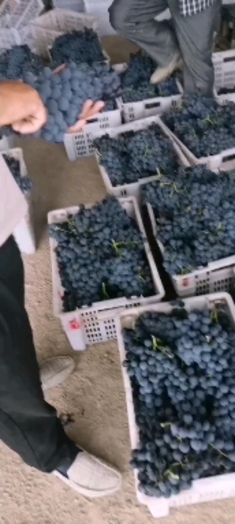 大美新疆的夏黒葡萄以大比量的下来了口感超好希望大家多多订