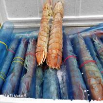超大皮皮虾300-400g/只，长期稳定一手货源