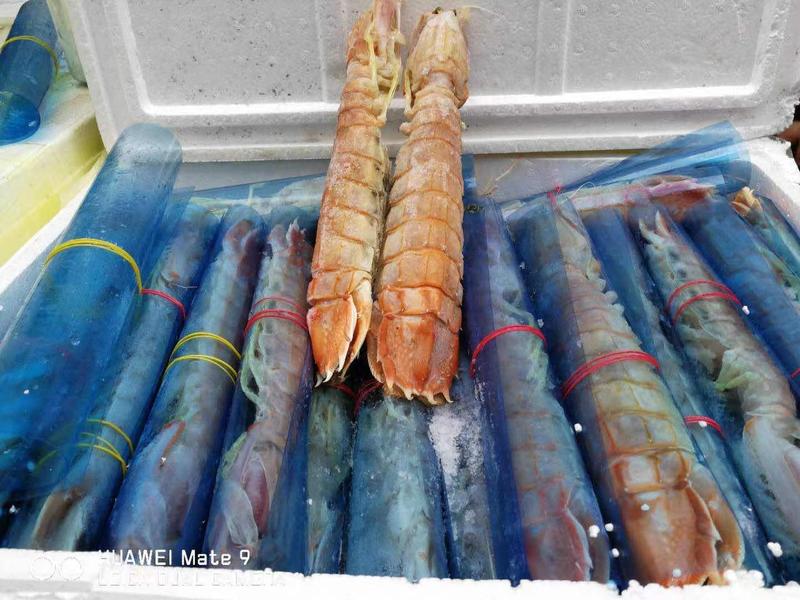 超大皮皮虾300-400g/只，长期稳定一手货源