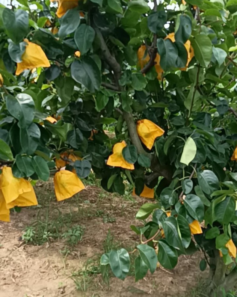 【精选】万亩翠玉梨套袋果大量上市上货快价格美丽大吨位供应