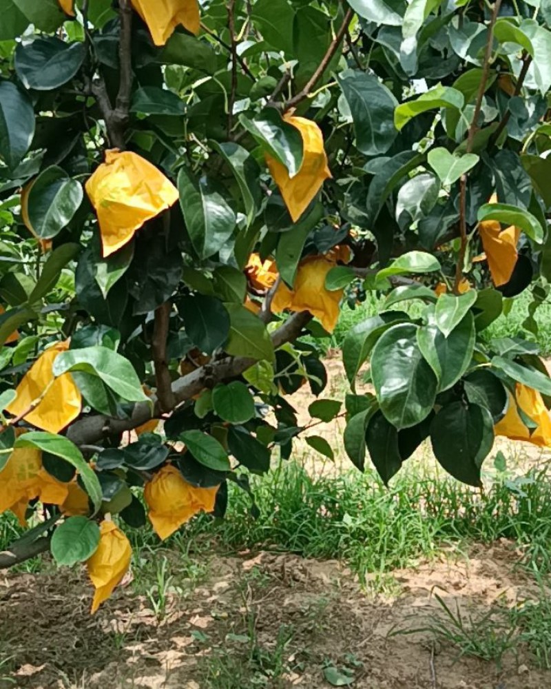 【精选】万亩翠玉梨套袋果大量上市上货快价格美丽大吨位供应