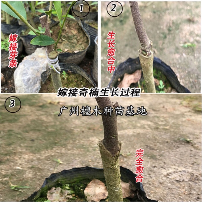 嫁接绿奇楠沉香树苗收成快名贵苗木嫁接奇楠苗经济树种