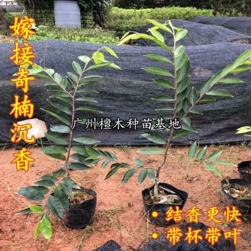 嫁接绿奇楠沉香树苗收成快名贵苗木嫁接奇楠苗经济树种