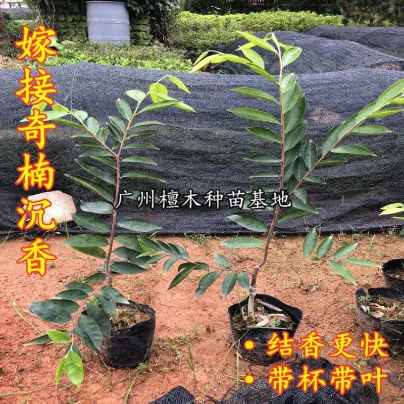 嫁接绿奇楠沉香树苗收成快名贵苗木嫁接奇楠苗经济树种