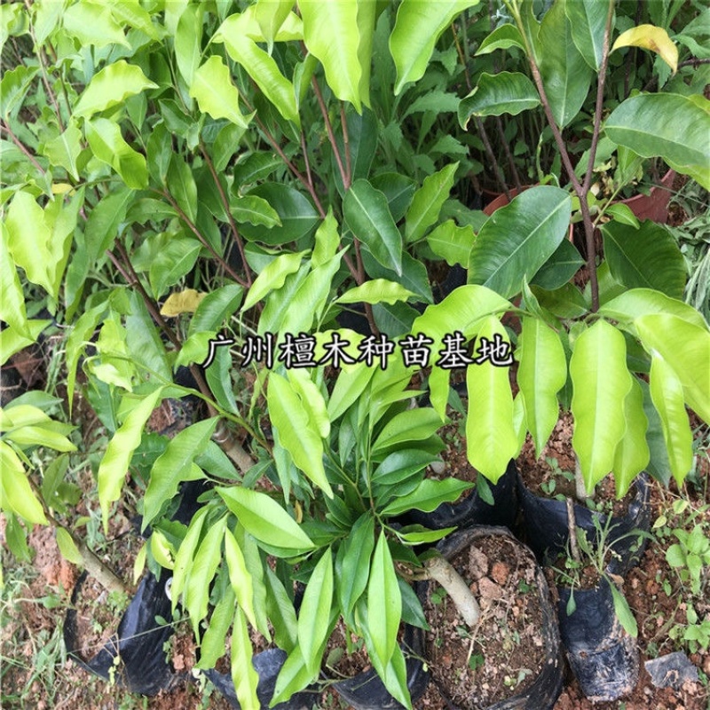 嫁接绿奇楠沉香树苗收成快名贵苗木嫁接奇楠苗经济树种