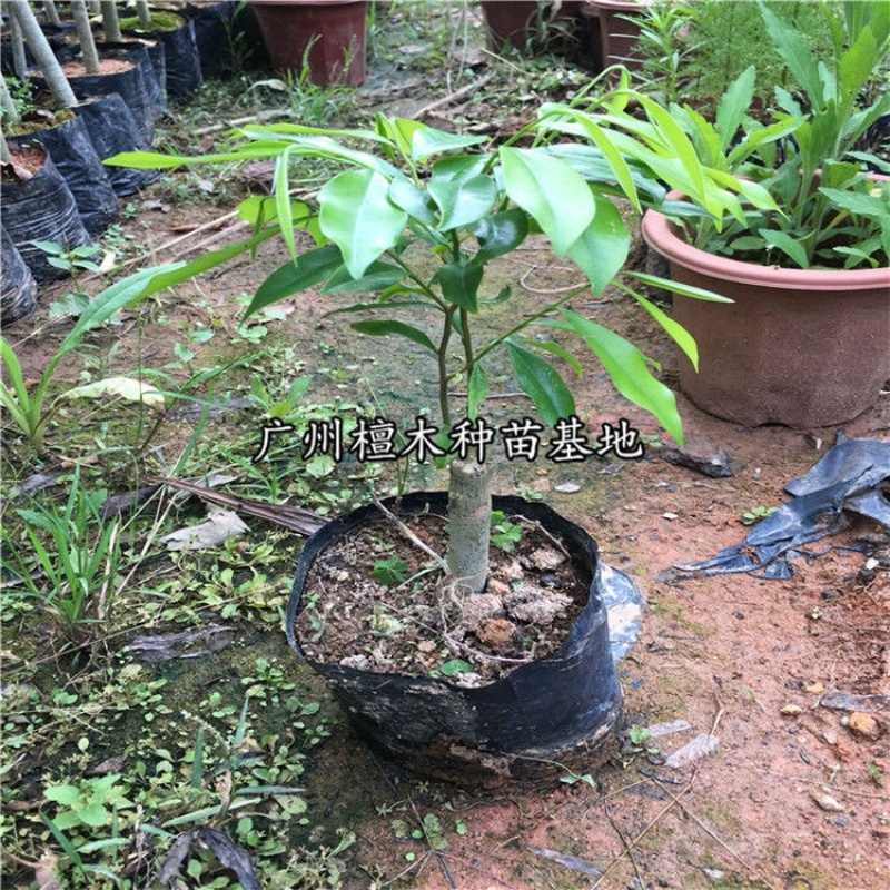 嫁接绿奇楠沉香树苗收成快名贵苗木嫁接奇楠苗经济树种