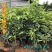嫁接绿奇楠沉香树苗收成快名贵苗木嫁接奇楠苗经济树种