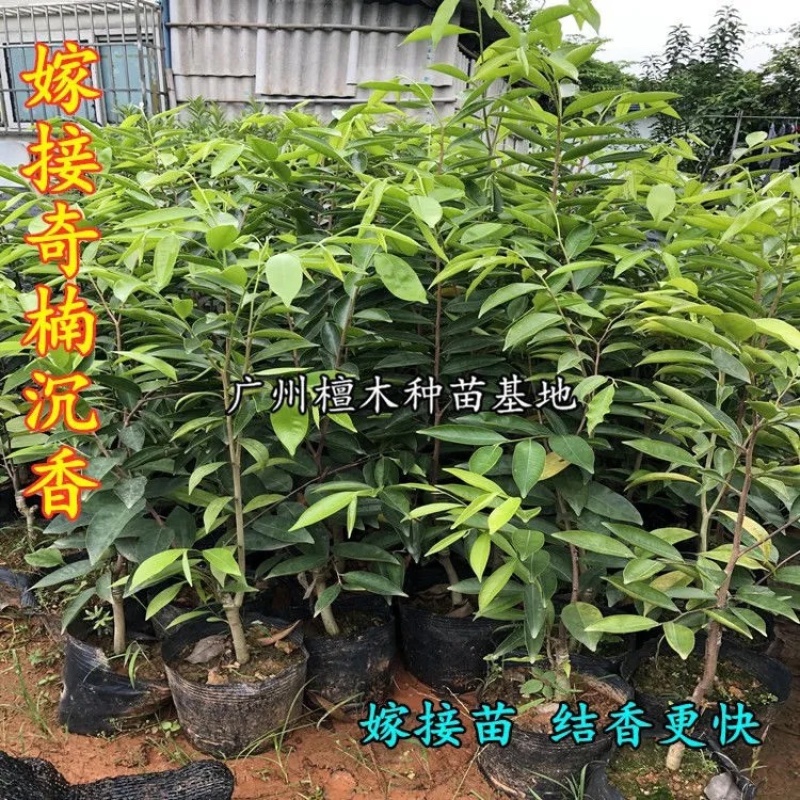 嫁接绿奇楠沉香树苗收成快名贵苗木嫁接奇楠苗经济树种