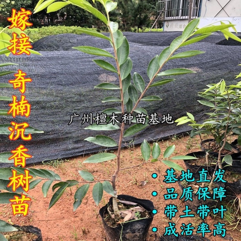 嫁接绿奇楠沉香树苗收成快名贵苗木嫁接奇楠苗经济树种