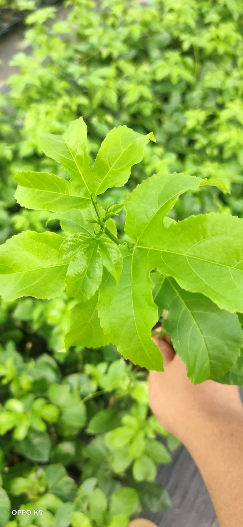 台农一号百香果嫁接苗，可视频看苗，支付线上交易产地直销