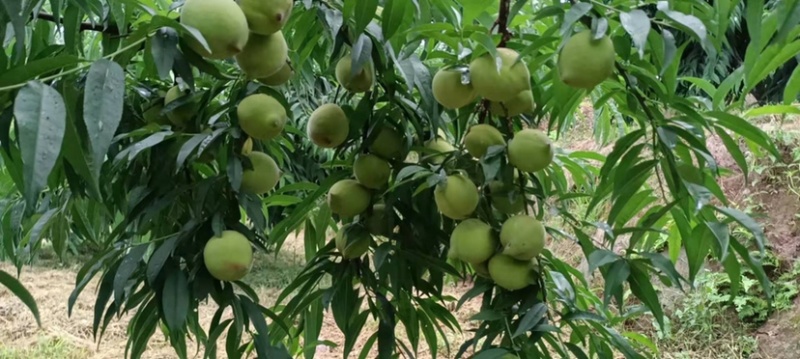 连平鹰嘴蜜桃新鲜当季水果果园直采为各大商超社区团购供货