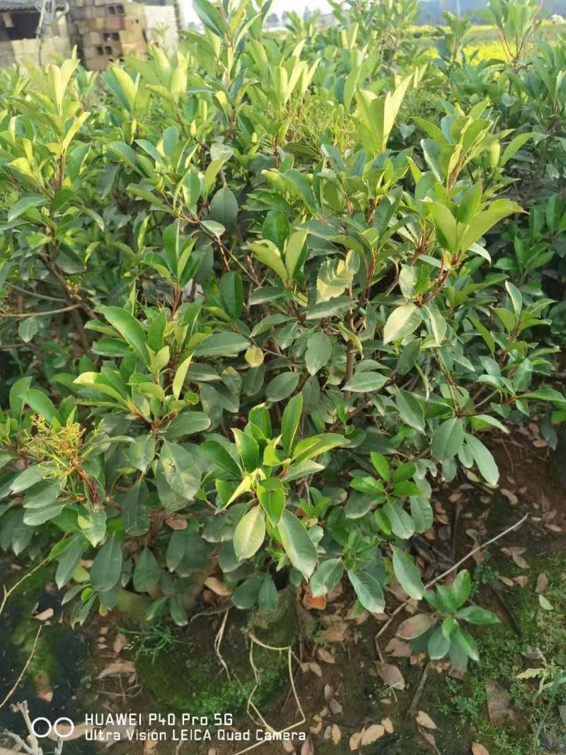 红叶石楠毛球