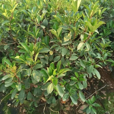 红叶石楠毛球