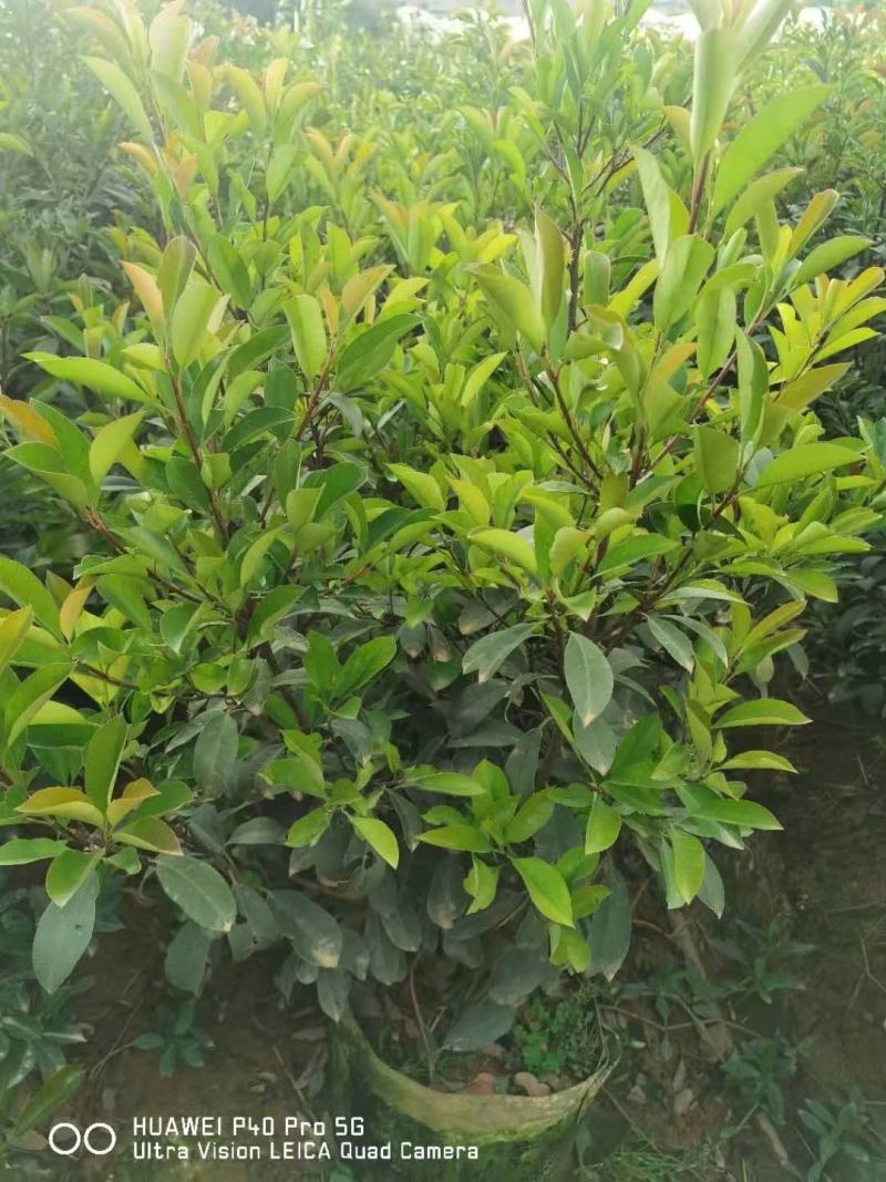 红叶石楠毛球