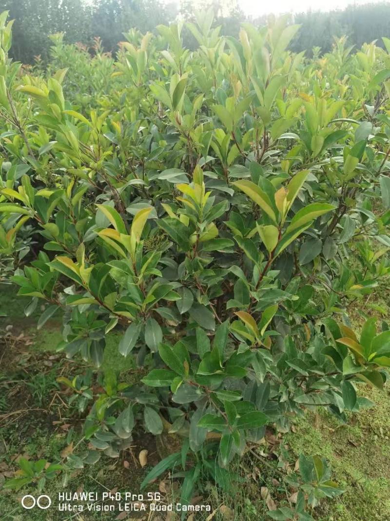 红叶石楠毛球