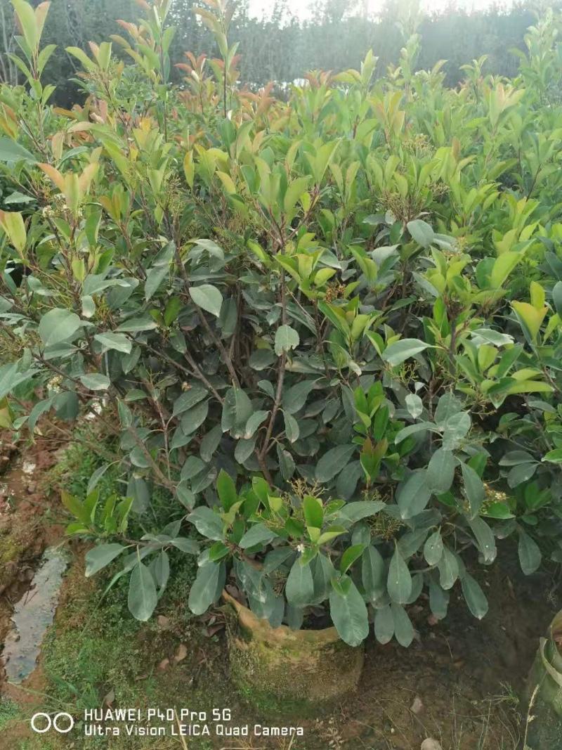 红叶石楠毛球