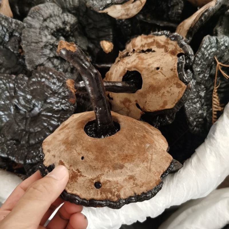 黑灵芝批发货源充足干货