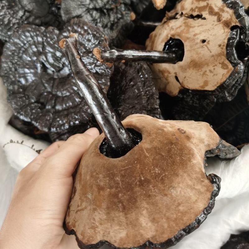 黑灵芝批发货源充足干货
