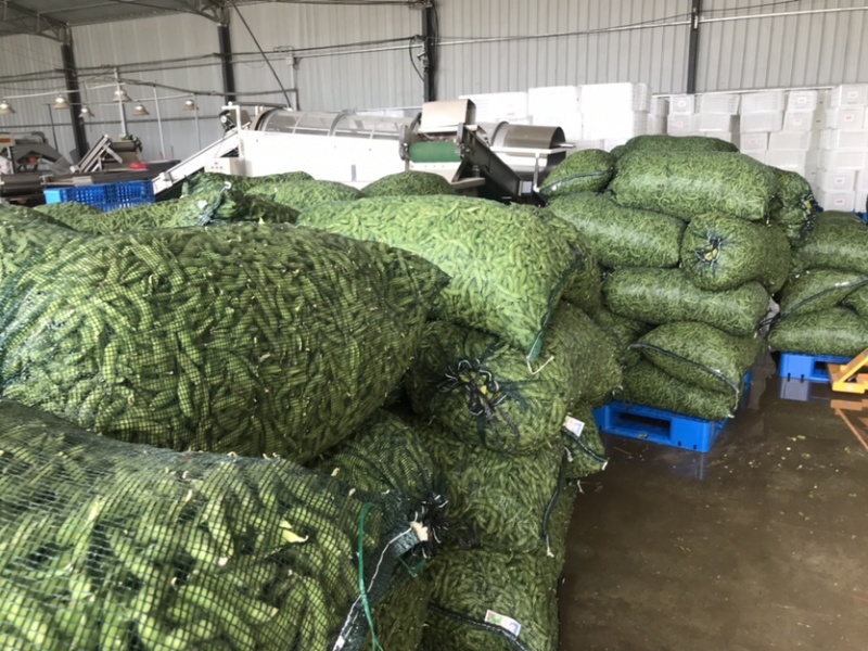 精品翠绿宝毛豆，老产区，种植面积广泛，质量稳定