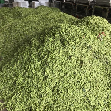 精品翠绿宝毛豆，老产区，种植面积广泛，质量稳定