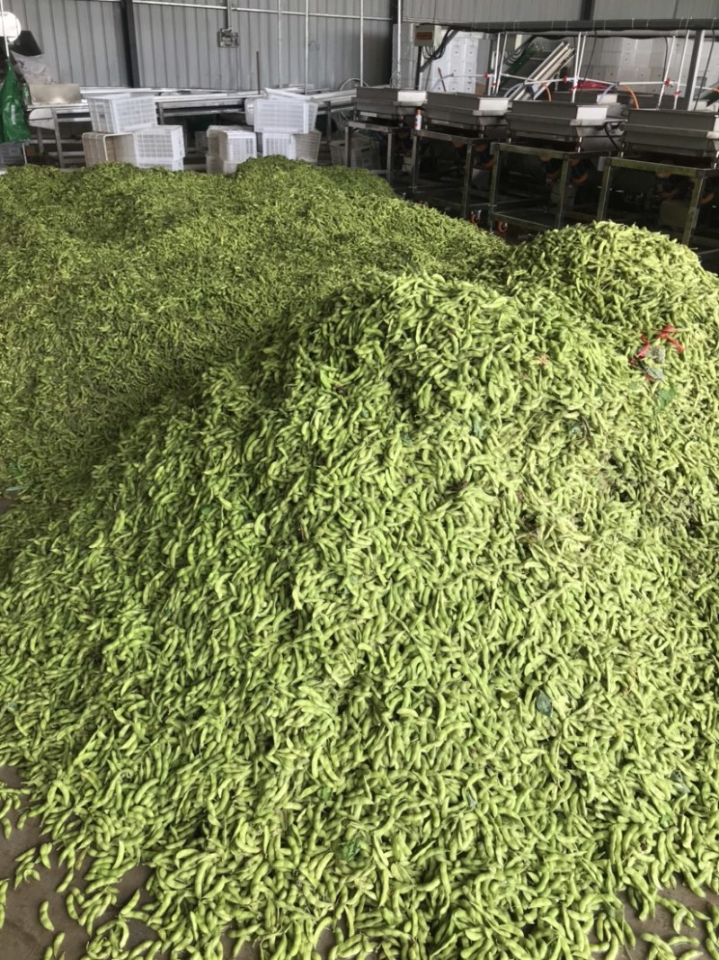 精品翠绿宝毛豆，老产区，种植面积广泛，质量稳定