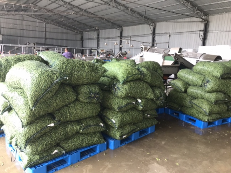 精品翠绿宝毛豆，老产区，种植面积广泛，质量稳定