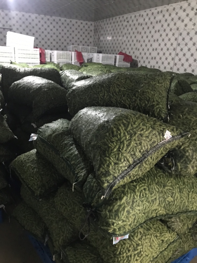 精品翠绿宝毛豆，老产区，种植面积广泛，质量稳定