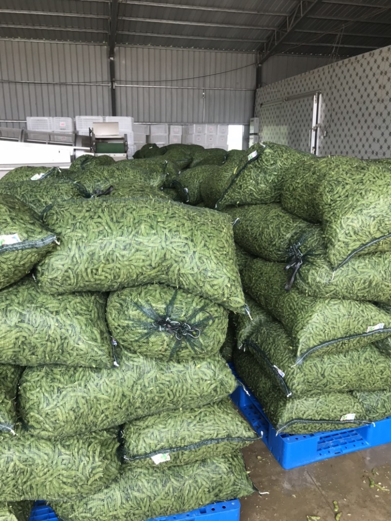 精品翠绿宝毛豆，老产区，种植面积广泛，质量稳定