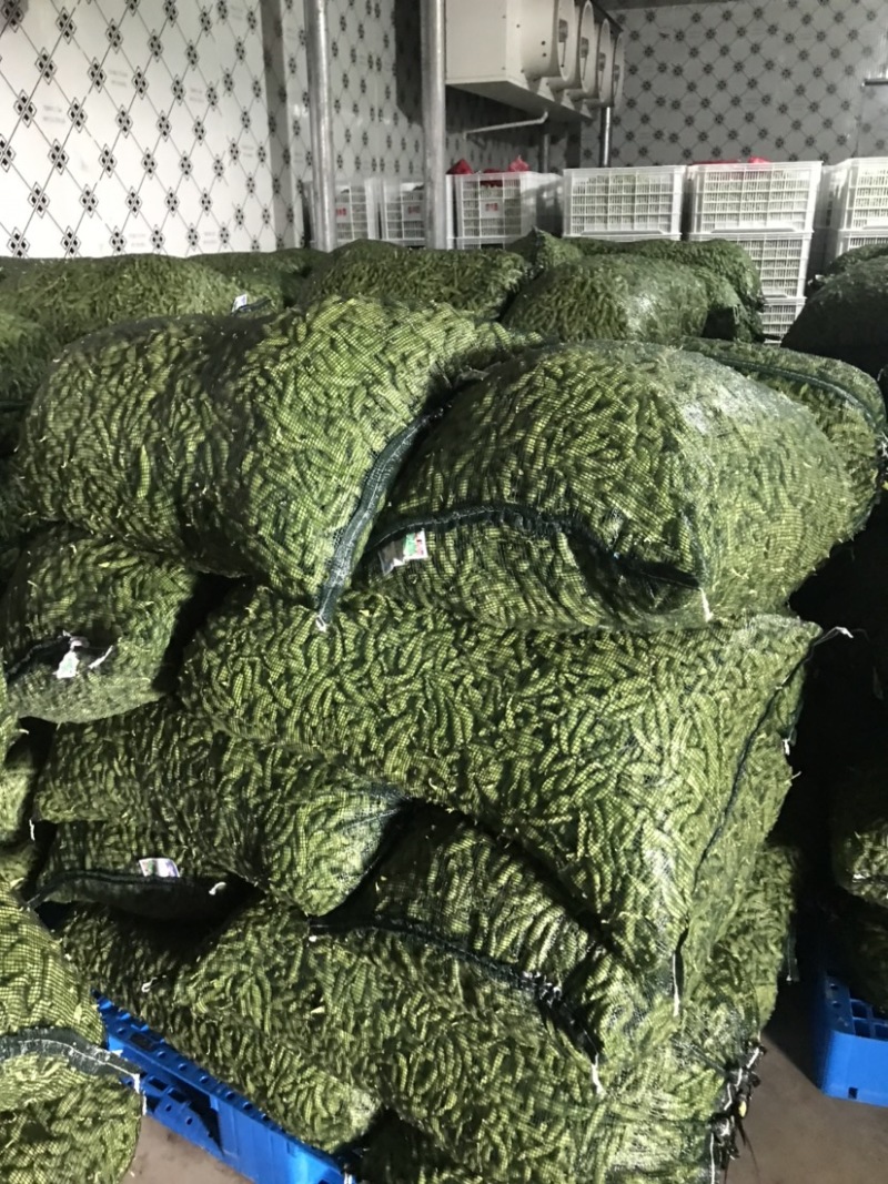精品翠绿宝毛豆，老产区，种植面积广泛，质量稳定