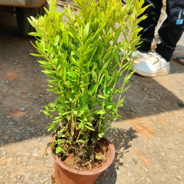 花叶满天星