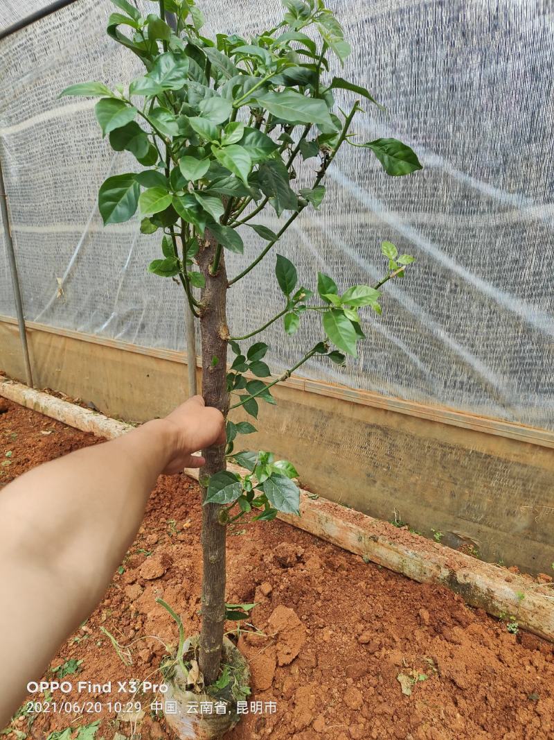 叶子花