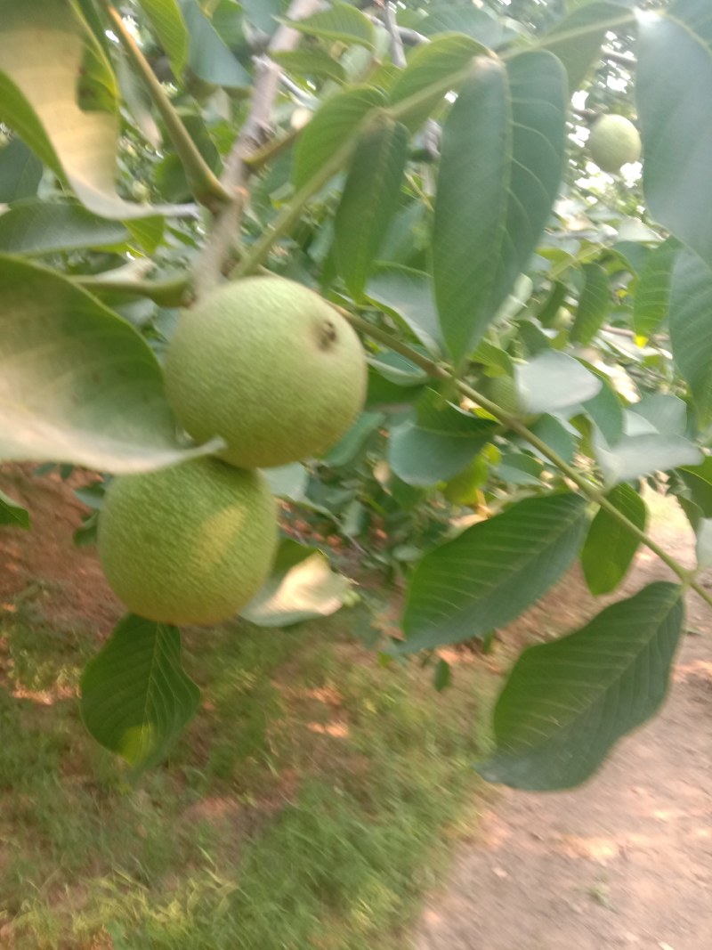 赞皇县青皮核桃以大量上市有需要的老板和我联系。