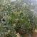 赞皇县青皮核桃以大量上市有需要的老板和我联系。