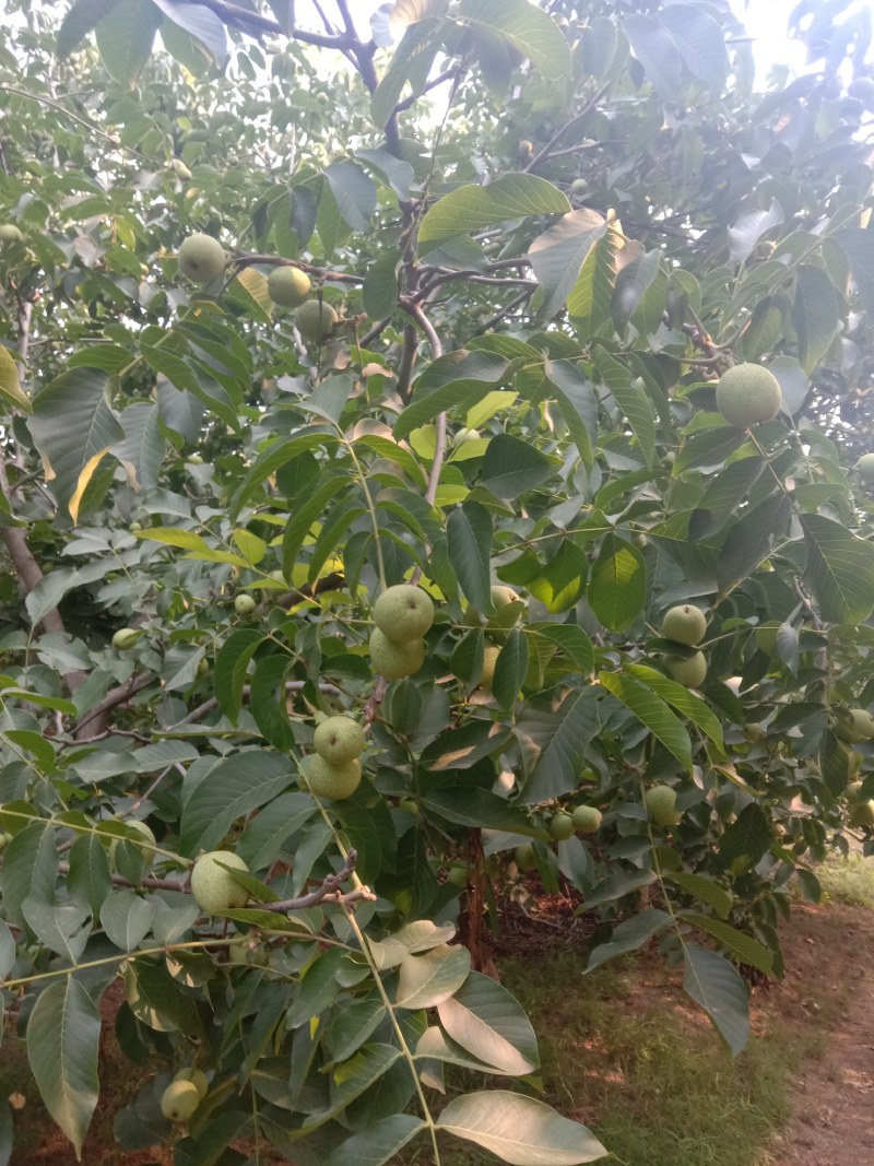 赞皇县青皮核桃以大量上市有需要的老板和我联系。
