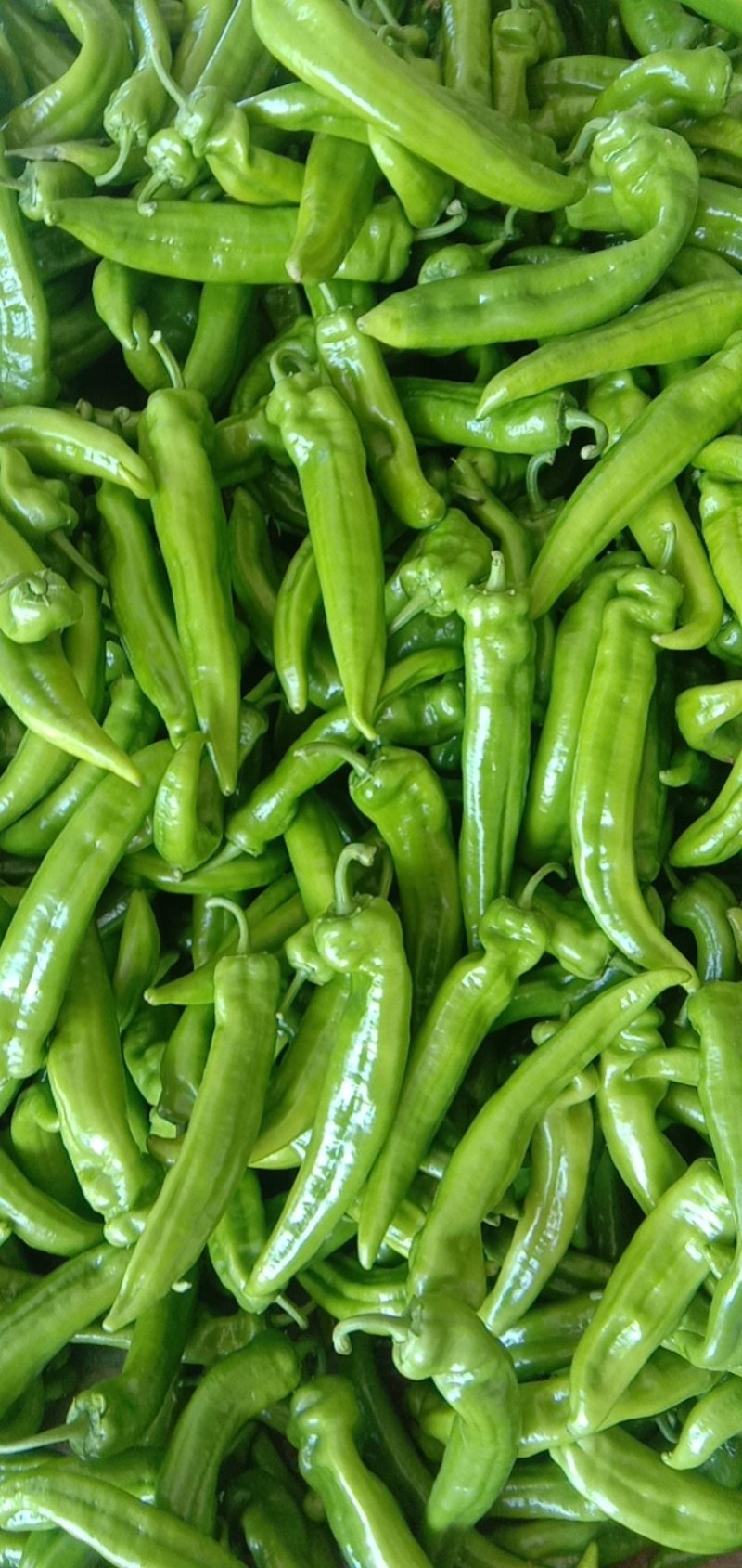 冷棚辣椒，陇椒，尖椒