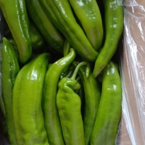 冷棚辣椒，陇椒，尖椒